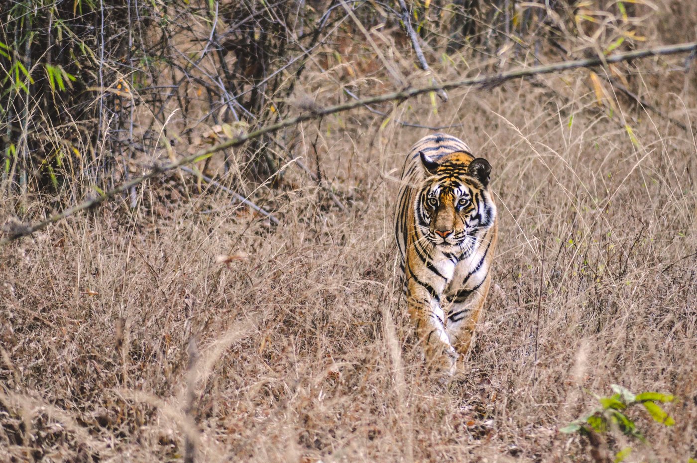 Which zone in Jim Corbett is best for tiger sighting?
