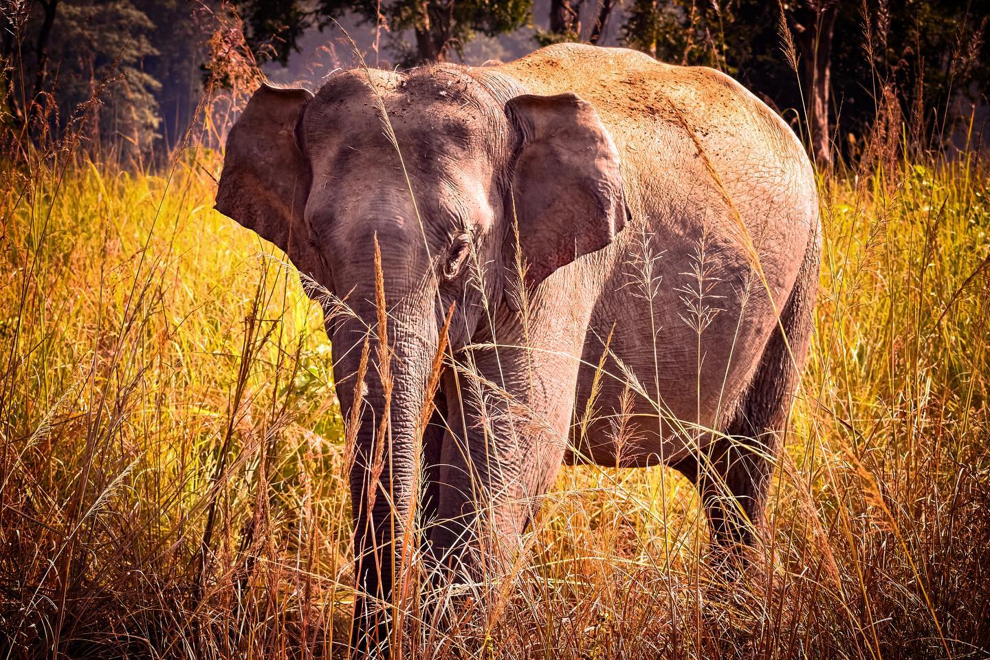 Jim Corbett Elephant Safari An Astounding Ride
