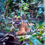 How many tigers are there in Jim Corbett?